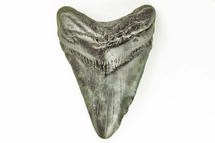 Juvenile Megalodon Tooth - South Carolina #171106